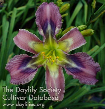 Daylily New Design